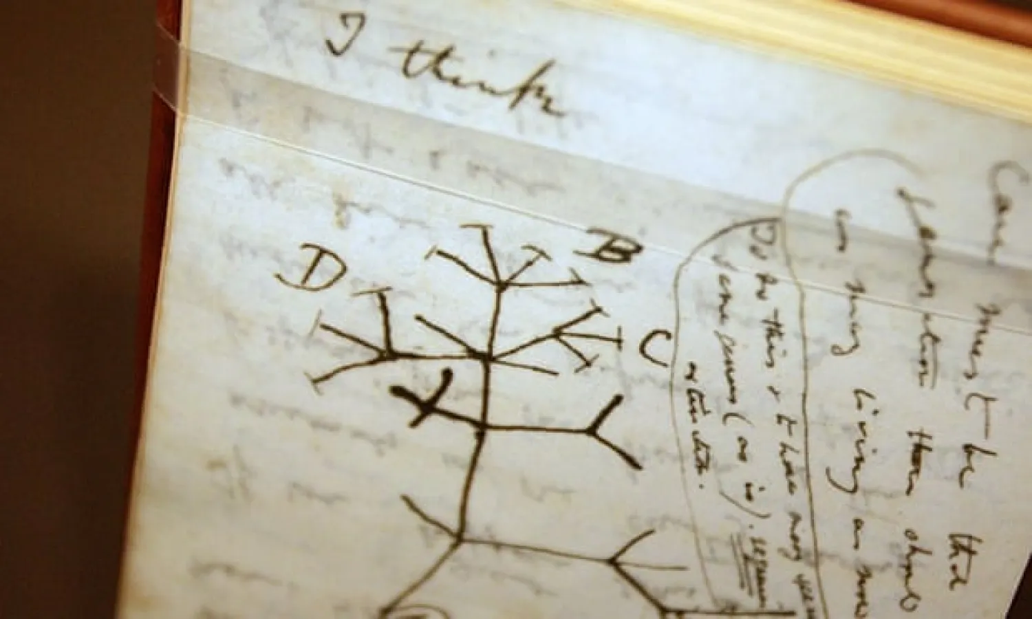 A ‘tree of life’ sketch in one of Darwin’s many notebooks. Photograph: Mario Tama/Getty Images
