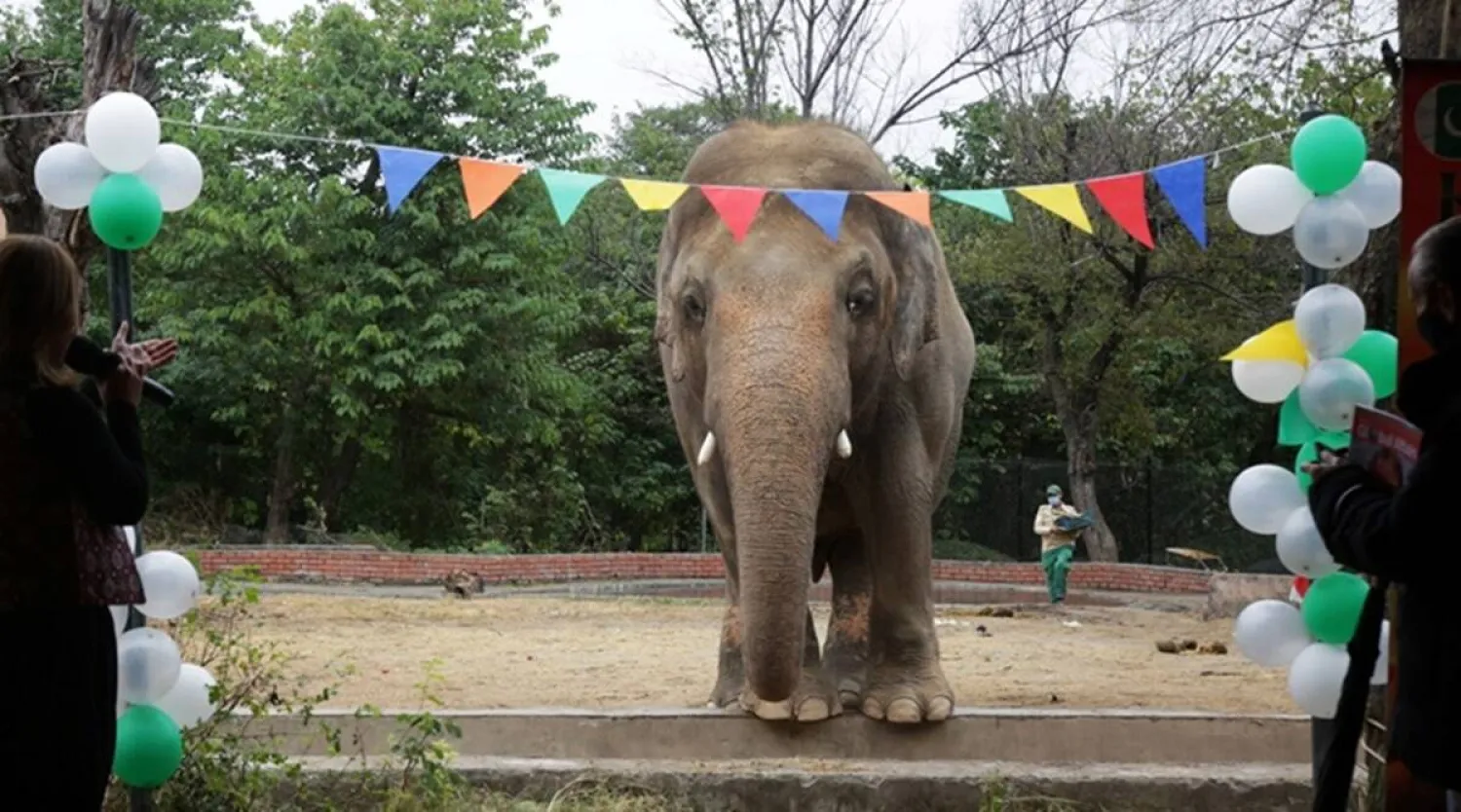 Kaavan posing for a photo during the farewell ceremony at the zoo in Islamabad, Pakistan. Reuters