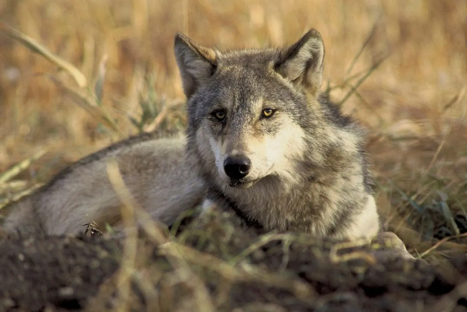An endangered gray wolf is pictured in this undated handout photo from the US Fish and Wildlife Service. (US Fish and Wildlife Service / Handout via Reuters)