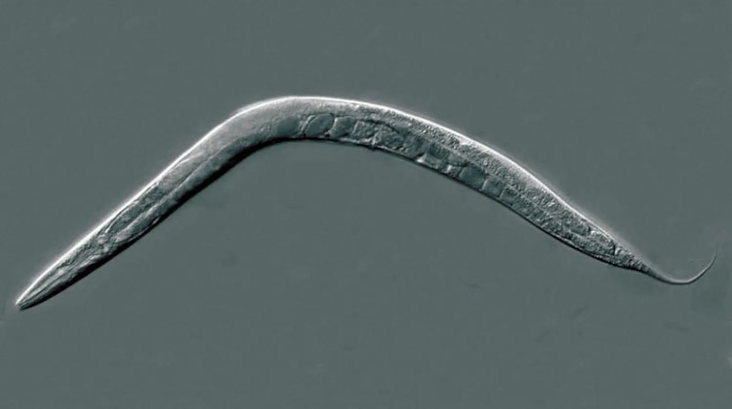 ديدان «ربداء رشيقة»