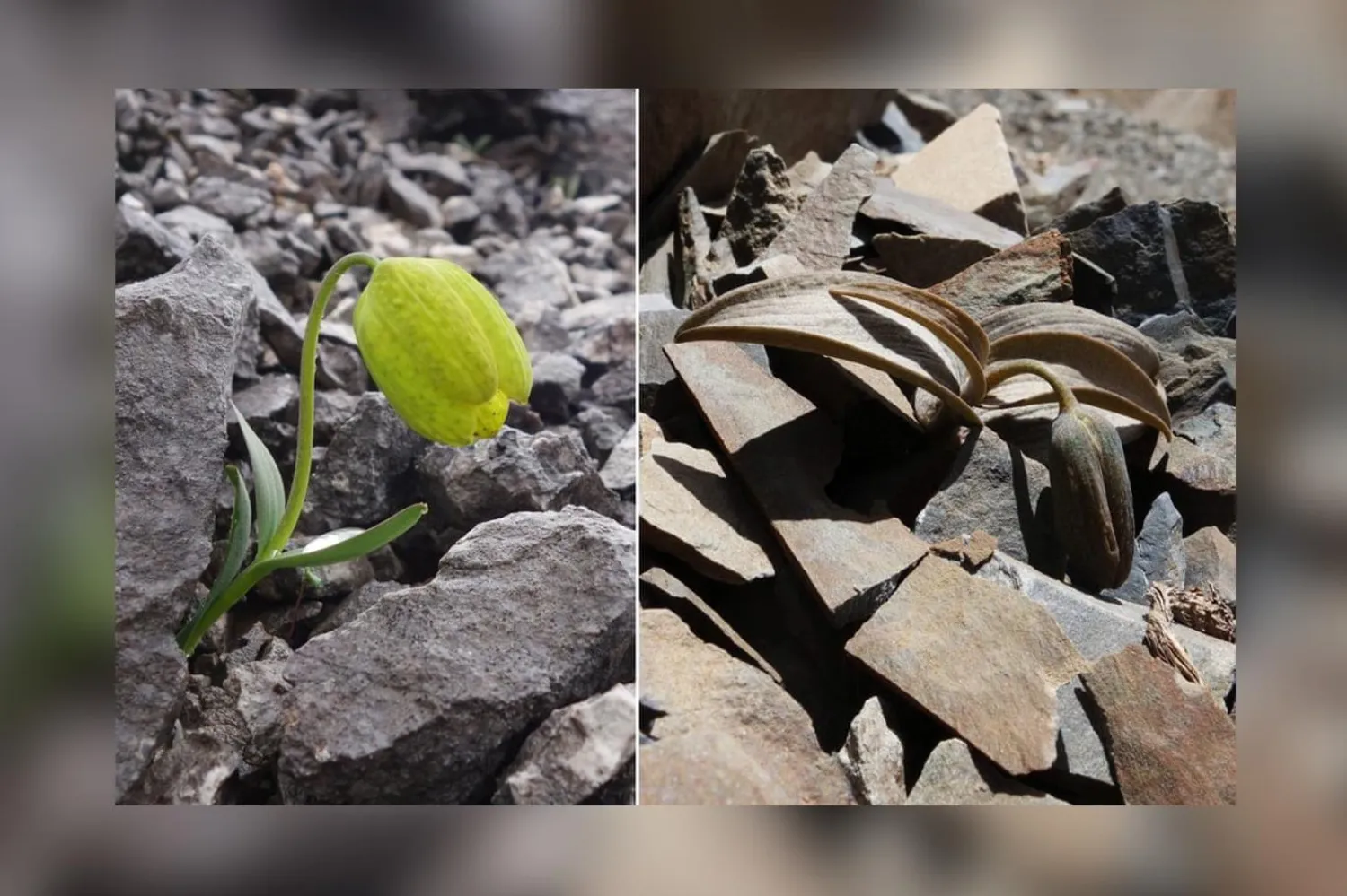 Çiçek, hasadın az olduğu yerlerde yeşilken çok olduğu yerlerde gri ya da kahverengi oluyor (Kolaj: Yang Niu)
