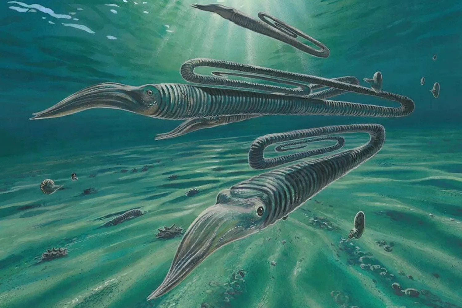 D. maximum, Tyrannosaurus rex'le çağdaş (James McKay)