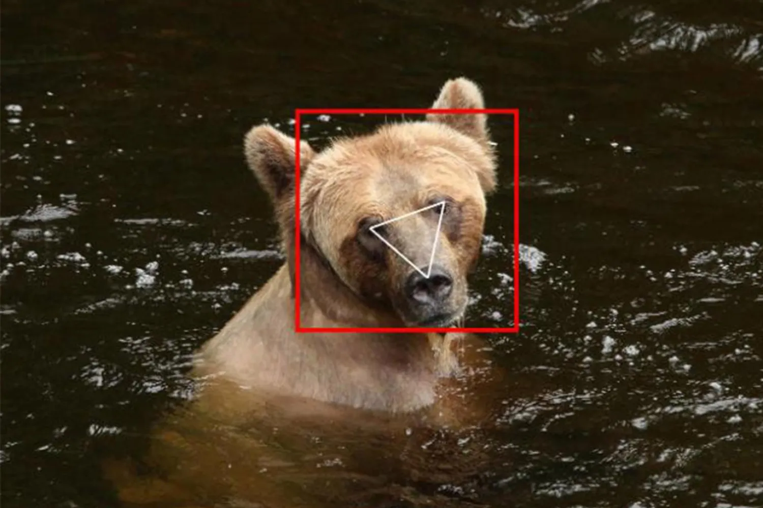 Hayvan takip sistemlerinde devrim: Yüz tanıma teknolojisi ayılara ve sığırlara uyarlandı