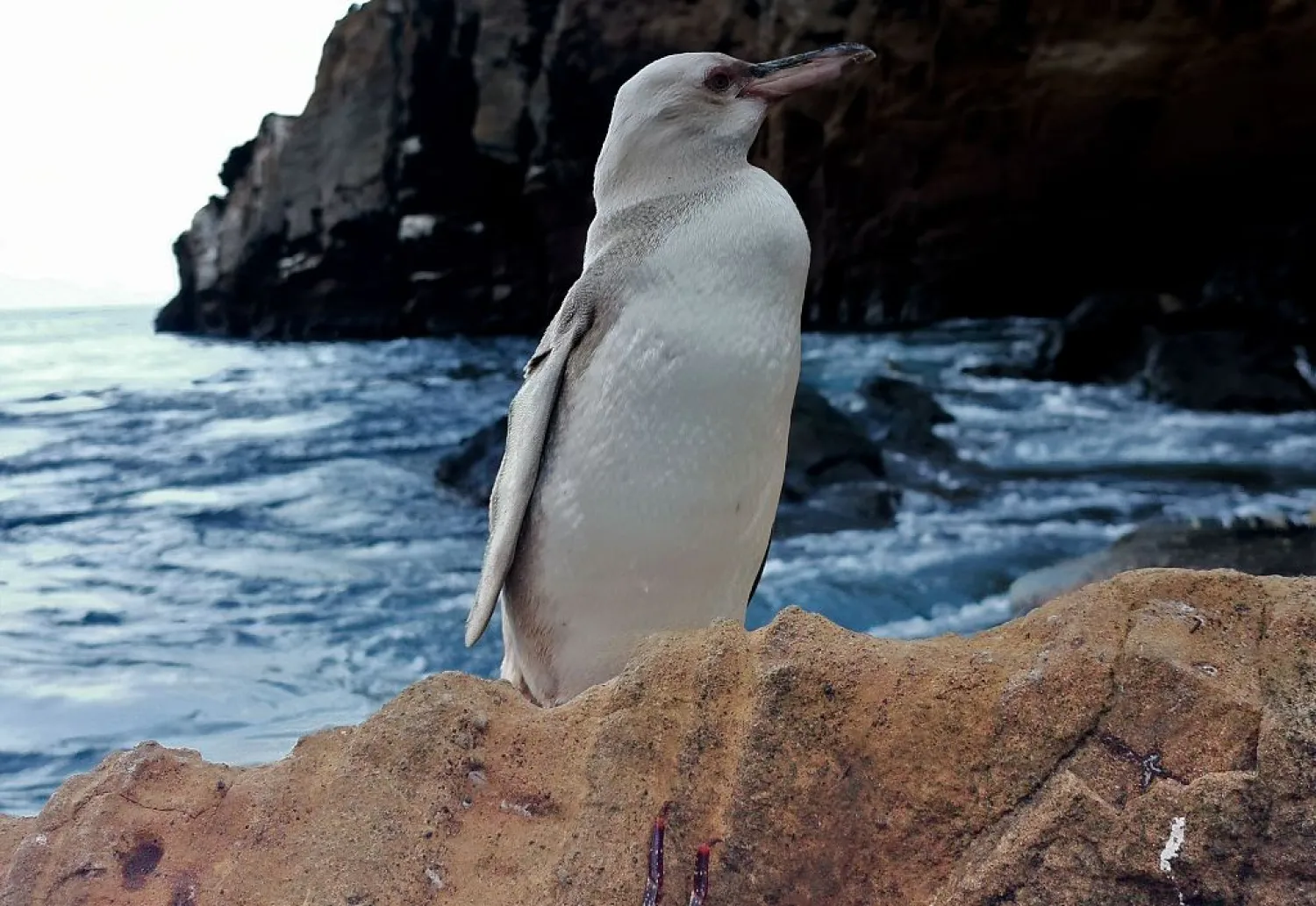 A rare white Galapagos penguin. /AFP

