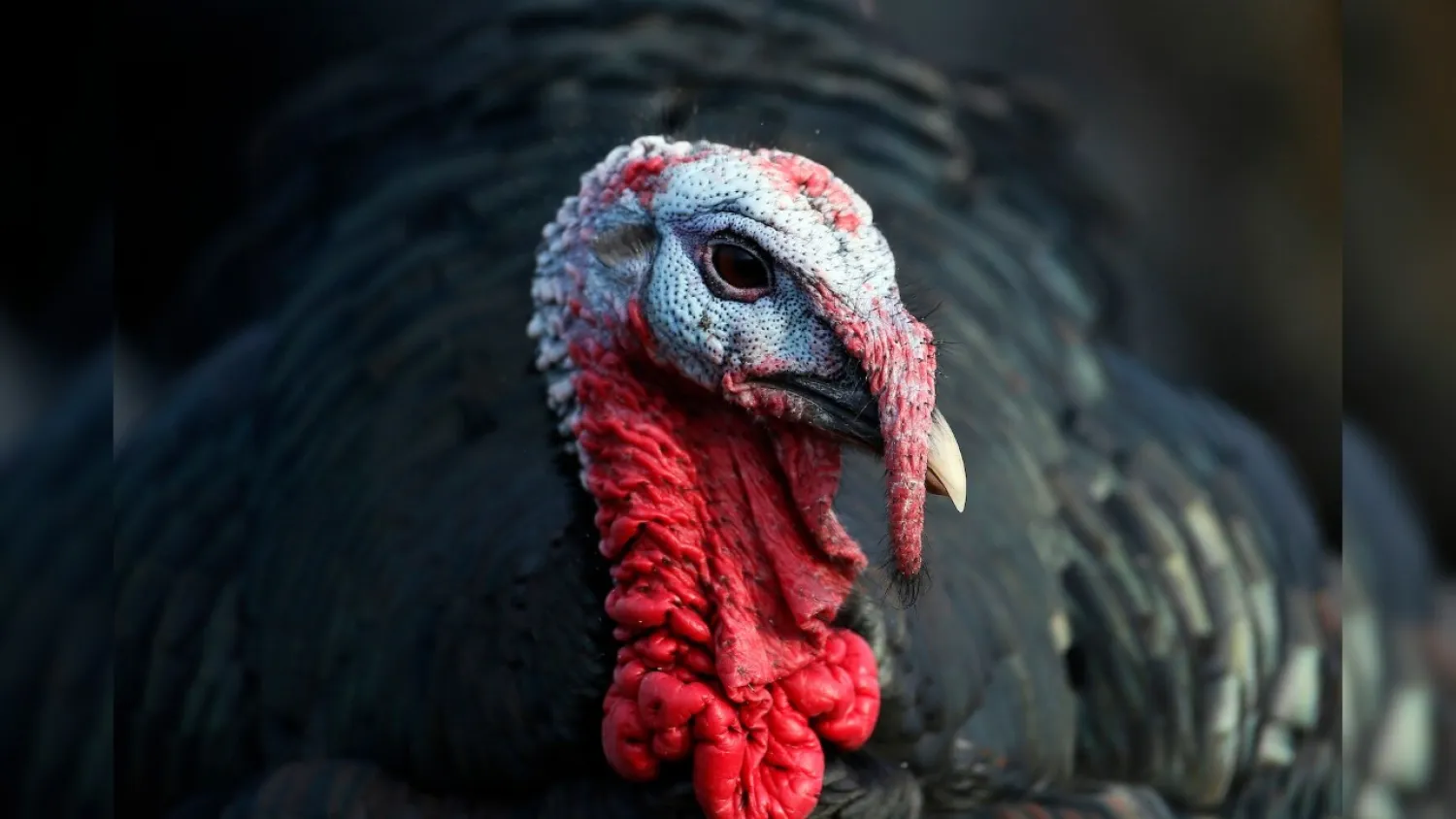 A free range Norfolk Black turkey stands in woodland at Church Farm in Ardeley, southern England December 12, 2012. (REUTERS/Stefan Wermuth)