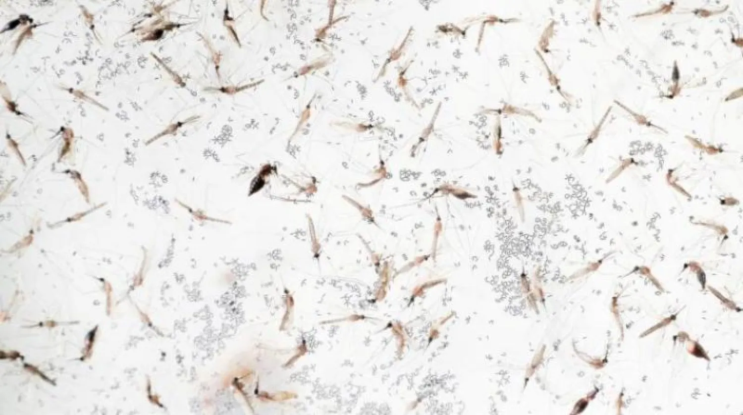 صورة للبعوض الناقل مرض الملاريا (رويترز)