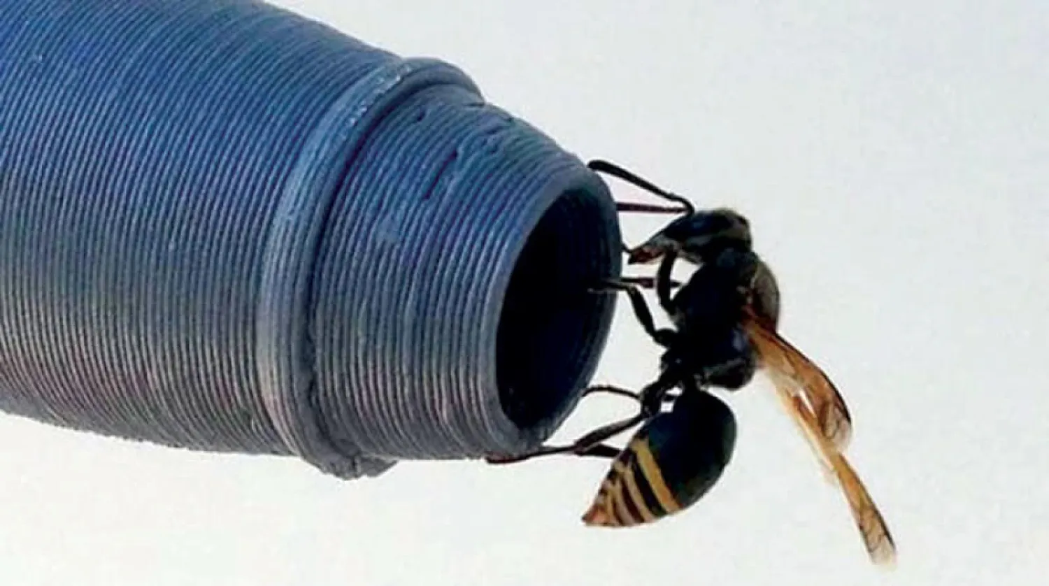 دبور ثقب المفتاح