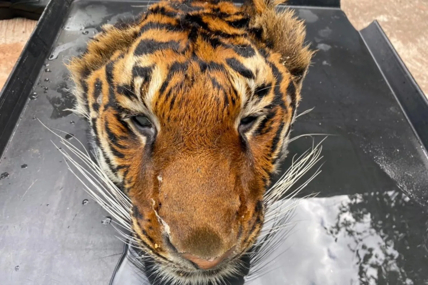 Ülkede toplamda 49 hayvanat bahçesinden 32'sinde bin 511 kaplan bulunuyor (EPA)