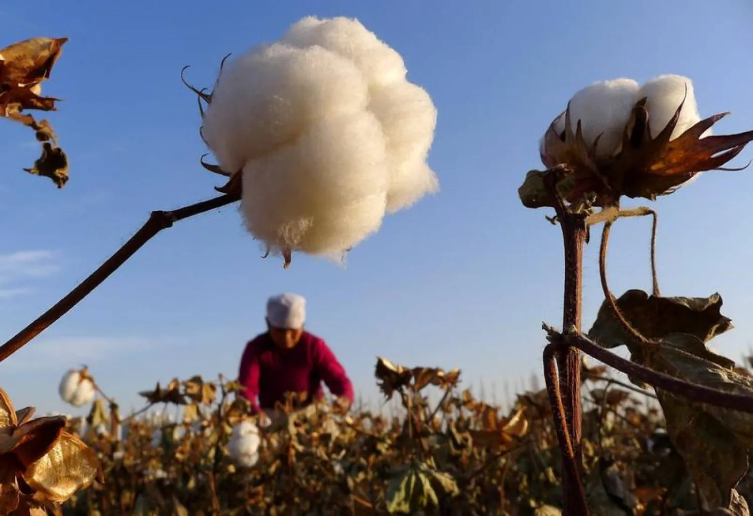 File photo: A farmer picks cotton from a field in Hami, Xinjiang, China, November 1, 2012. REUTERS/China Daily