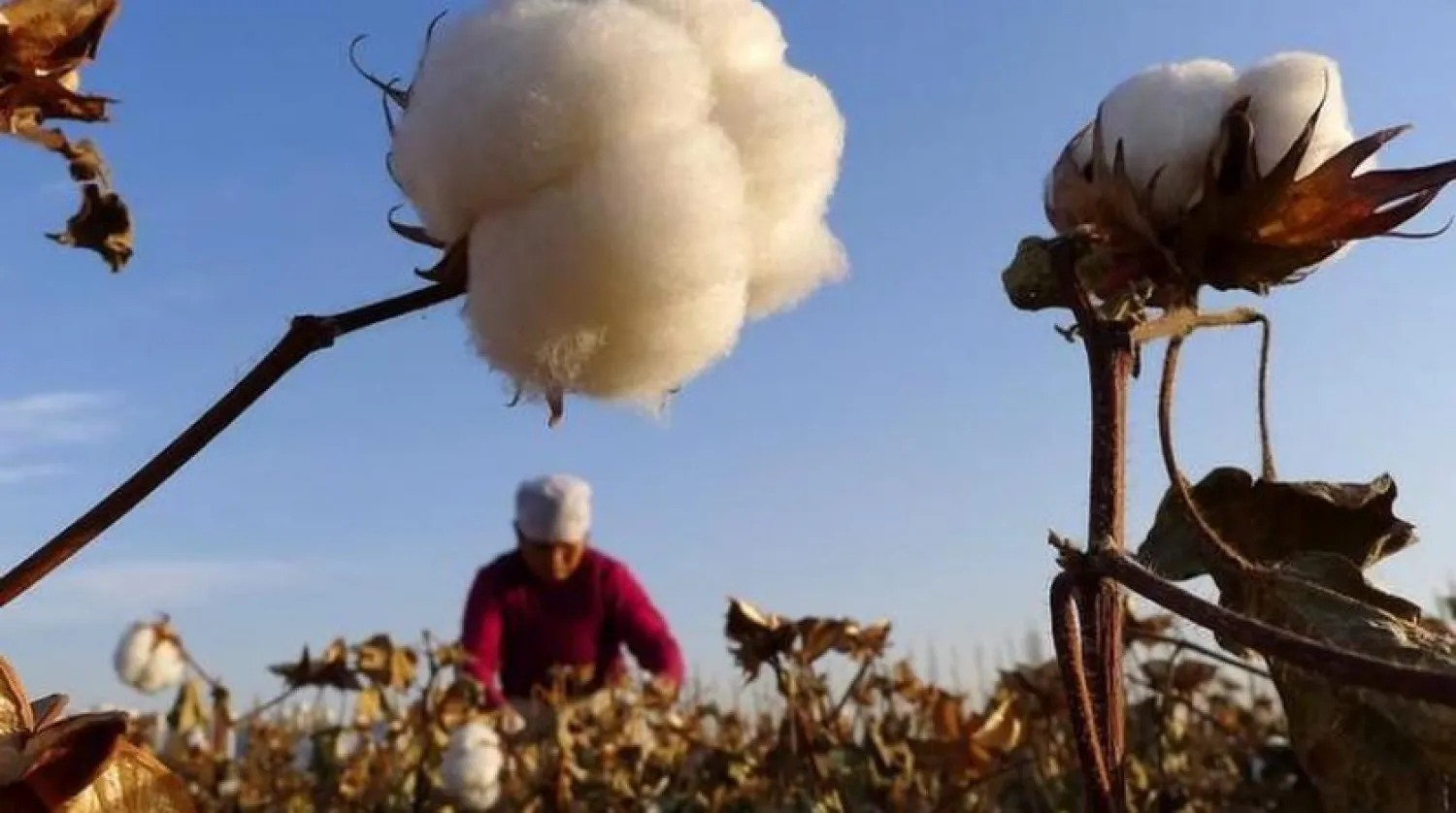 Çin’in Sincan bölgesindeki bir çiftçi pamuk topluyor (Reuters)