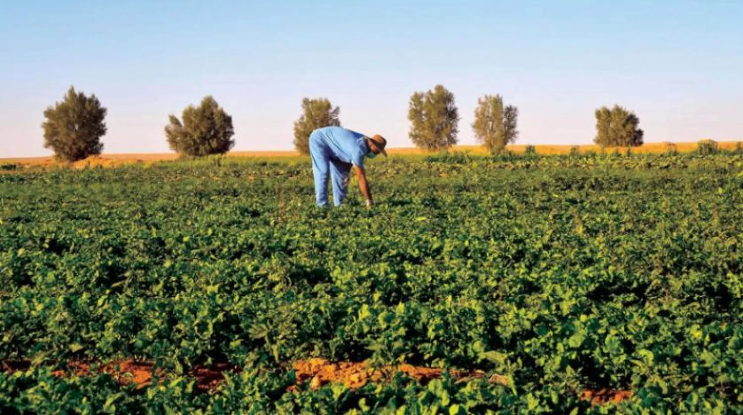  سعودی و هند در بخش امنیت غذایی سعودی همکاری می کنند (واس)