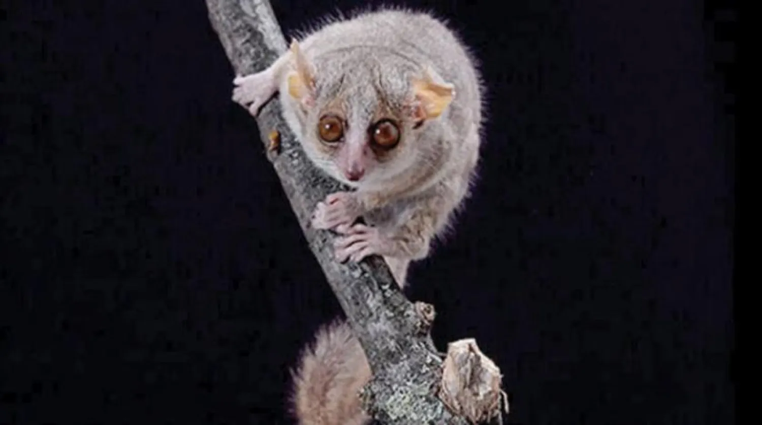 Madagaskar gri faresi (Cenevre Üniversitesi)