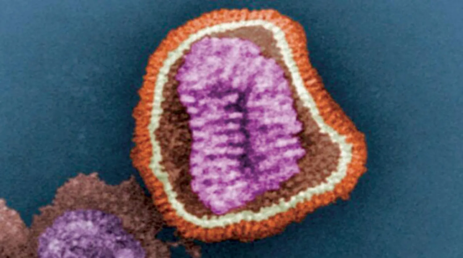صورة مجهرية تكشف تفاصيل بنية جسيم فيروس الإنفلونزا (CDC)