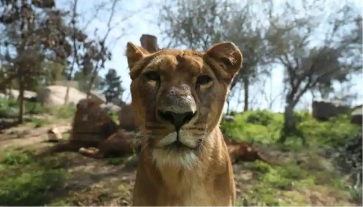 أسد في إحدى حدائق إسبانيا (أرشيفية - رويترز)