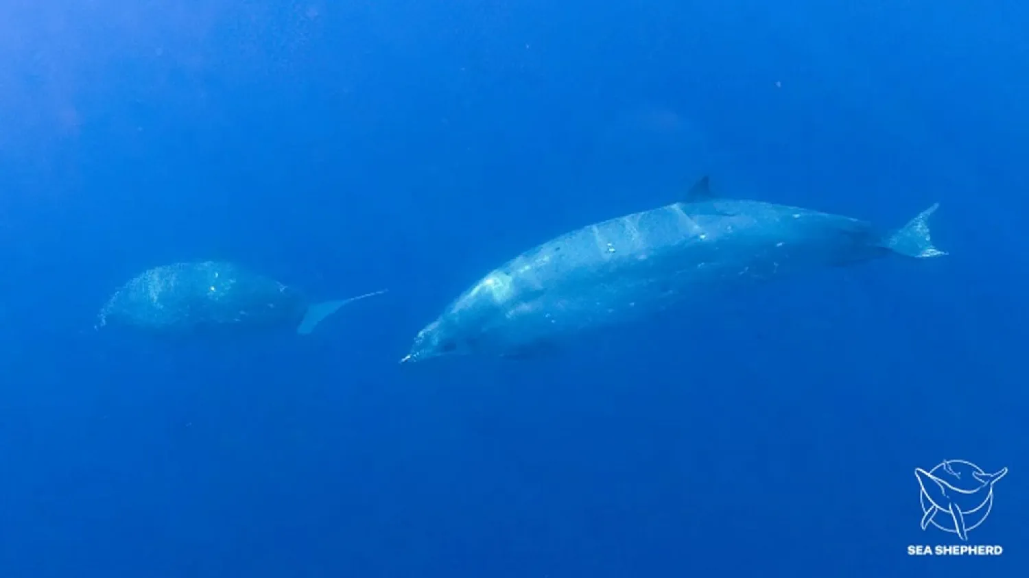 A possibly new species of beaked whales swim underwater in this undated photo provided by the Sea Shepherd. (Handout via Reuters)