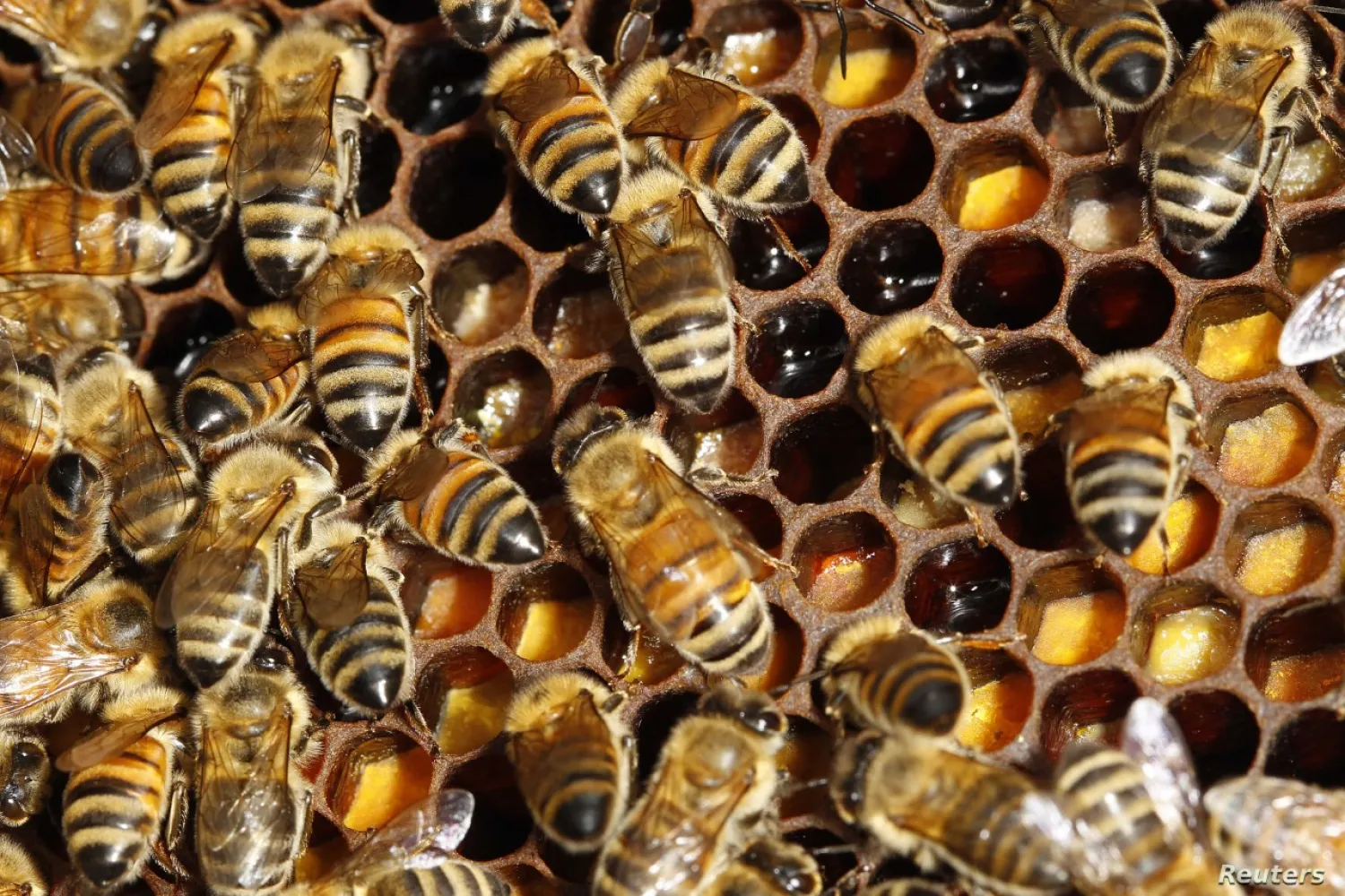 FILE - Detail of bees on their hive on the rooftop of the Tour d'Argent restaurant overlooking the River Seine in Paris, September 24, 2010. Reuters