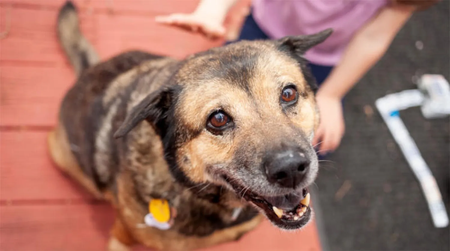 الكلاب تتعرف على مصابي «كورونا» عبر رائحة العرق