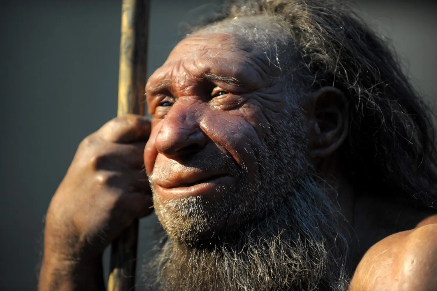The replica of an elderly Neanderthal man stands in the Neanderthal Museum in Mettmann, Germany on March 13, 2013.Federico Gambarini / Picture-Alliance / DPA via AP file Photo