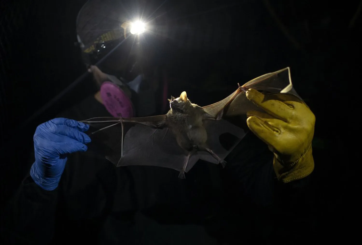 A researcher for Brazil's state-run Fiocruz Institute holds a bat captured in the Atlantic Forest, at Pedra Branca state park, near Rio de Janeiro, Nov. 17, 2020. (AP)