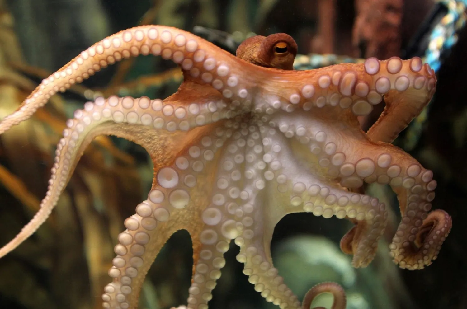 Octopus-Like Robot Walks, Rolls, Transports Cargo