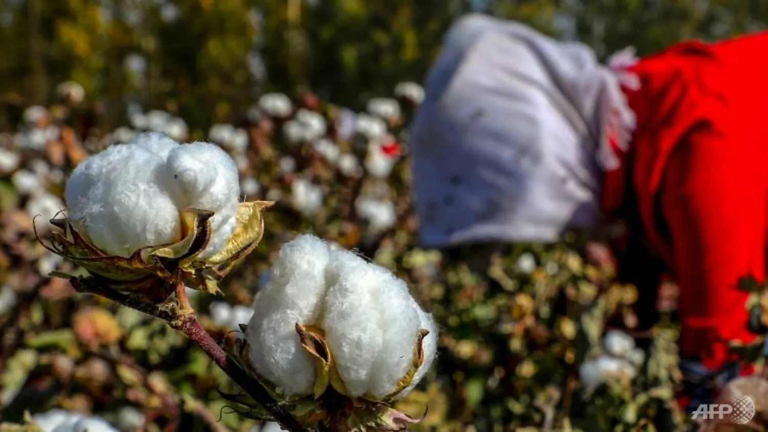 Xinjiang is a global hub for the crop, producing over 20 percent of the world's cotton |AFP