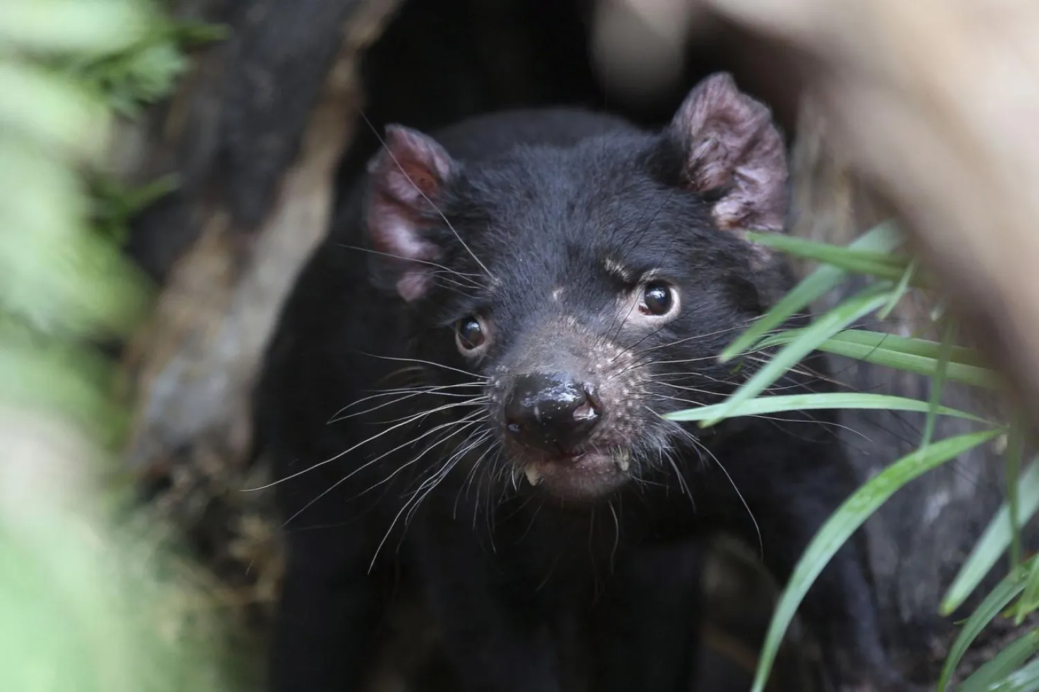 Toplamda 20 bin Tazmanya canavarı kaldığı tahmin ediliyor (AP)
