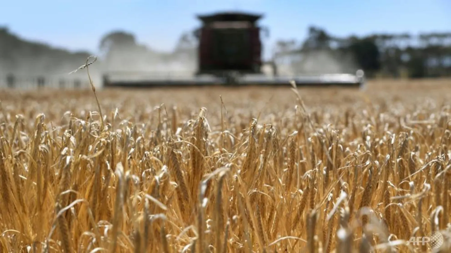 Australia's barley exports to China had been worth around US$1 billion a year before a recent drought |AFP