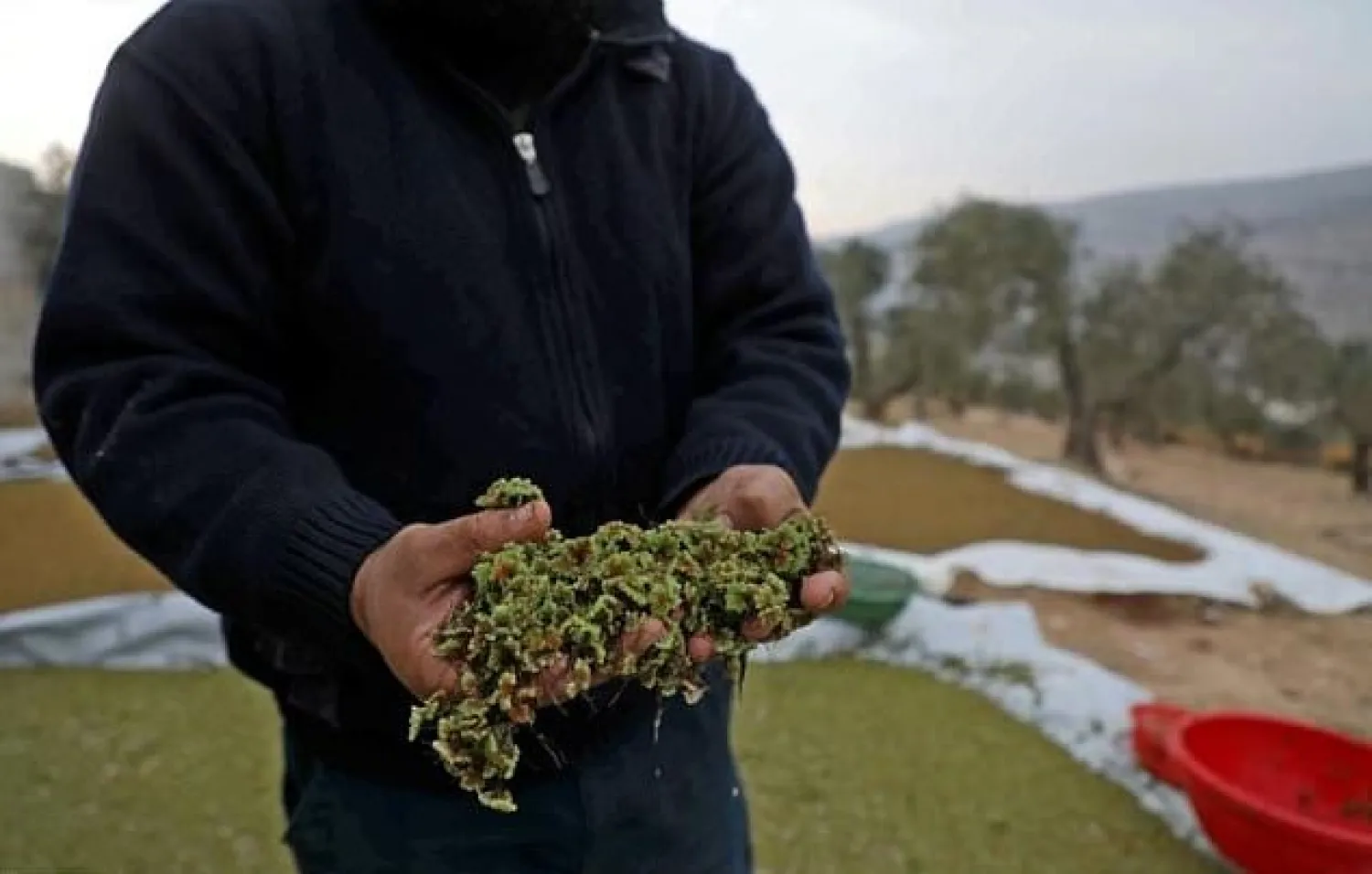 Syrian farmer Ayman Ibrahim is so satisfied with the results that he started selling his surplus Azolla production to other farmers - AFP
