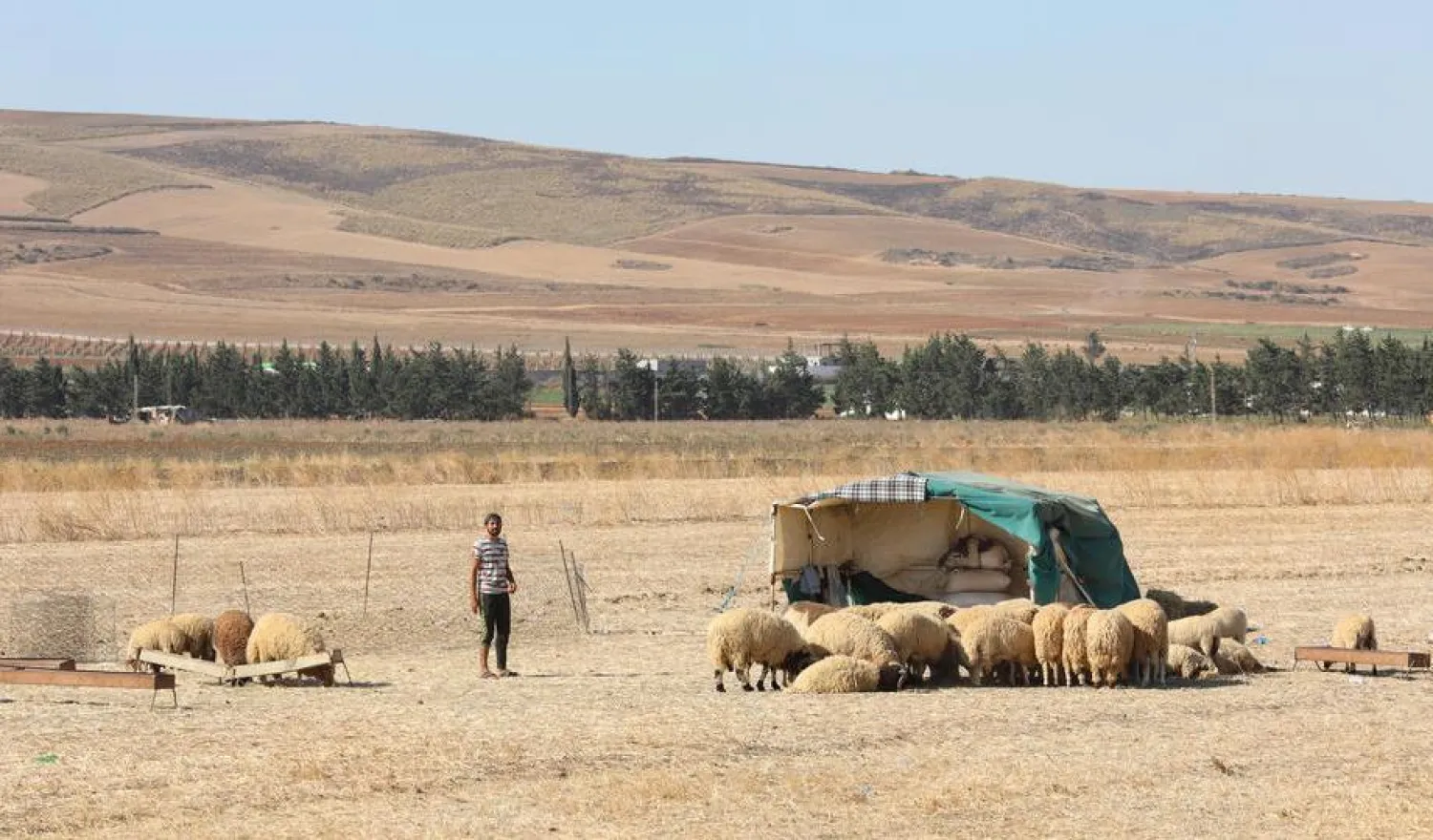 A shepherd tends to his herd of sheep on a hilltop in Ras jebal, Bizerte, North of Tunis, Tunisia – EPA-EFE/MOHAMED MESSARA