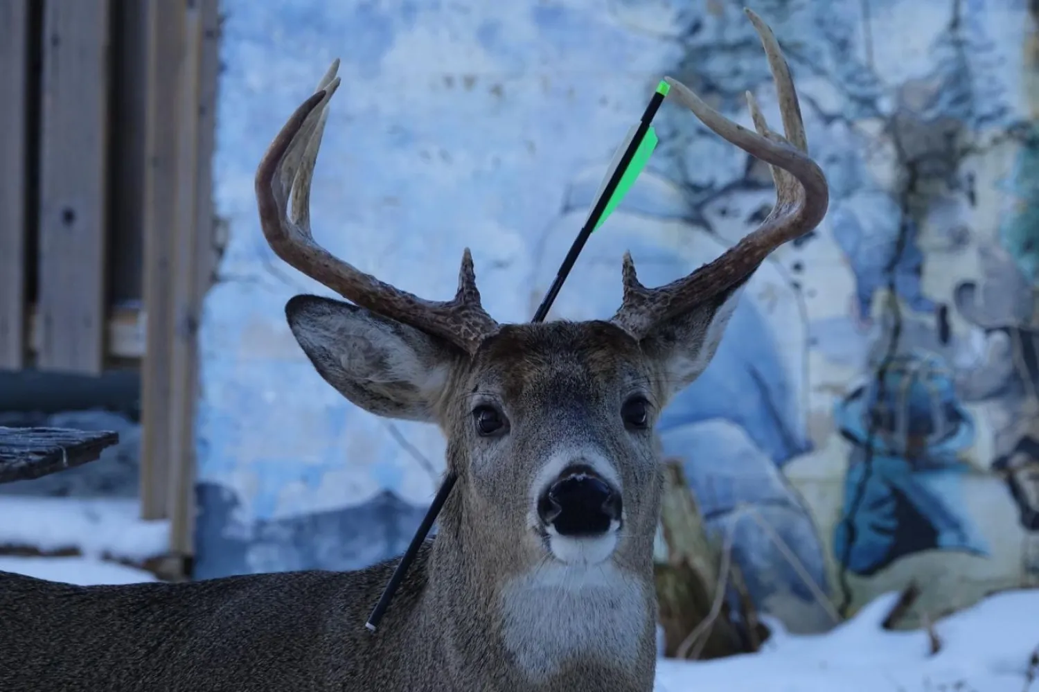 Sakinleştiriciler geyikler için ölümcül olabiliyor (Lee-Anne Carver)