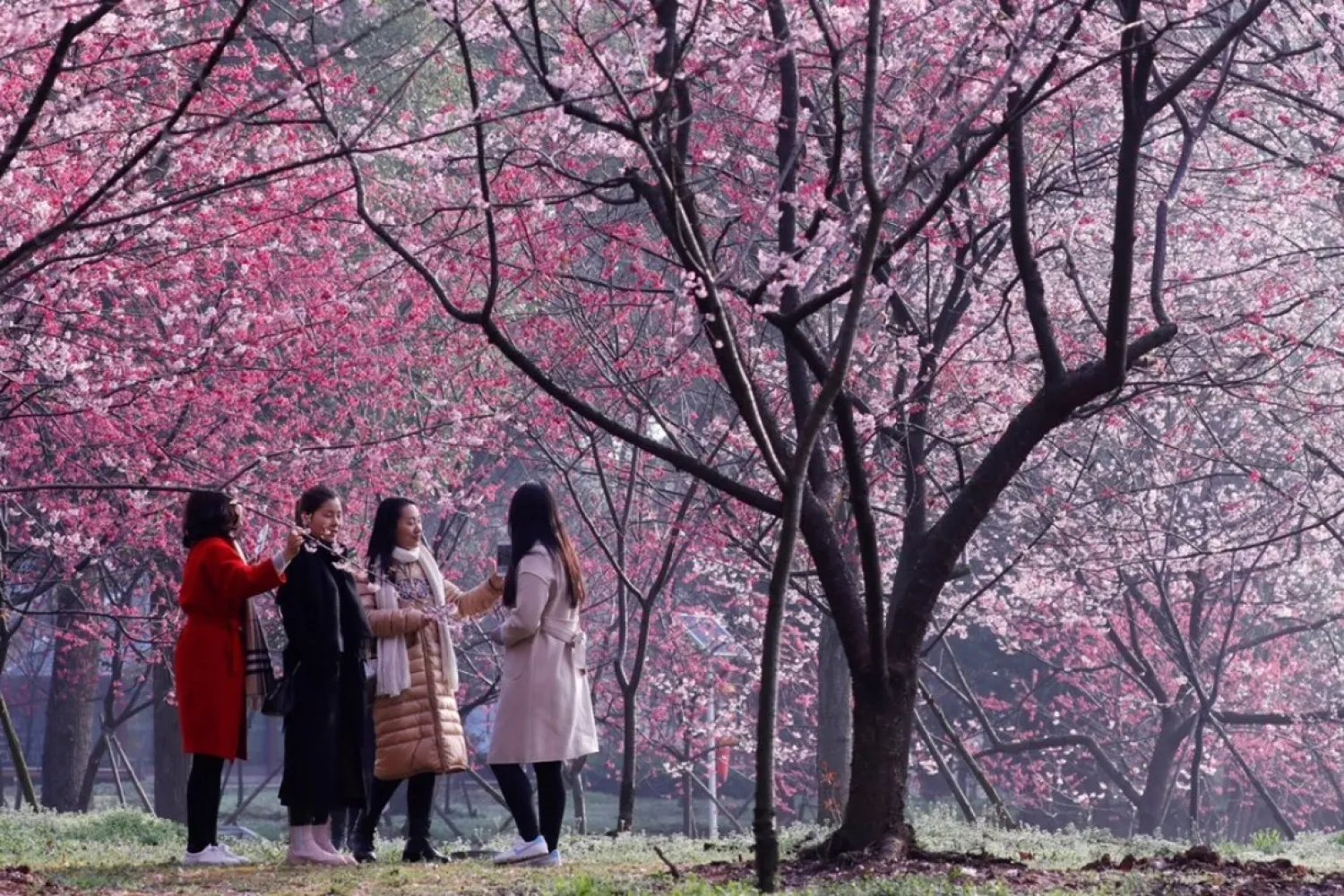A file picture of tourists enjoying the cherry blossom in Wuhan. Photo: Reuters