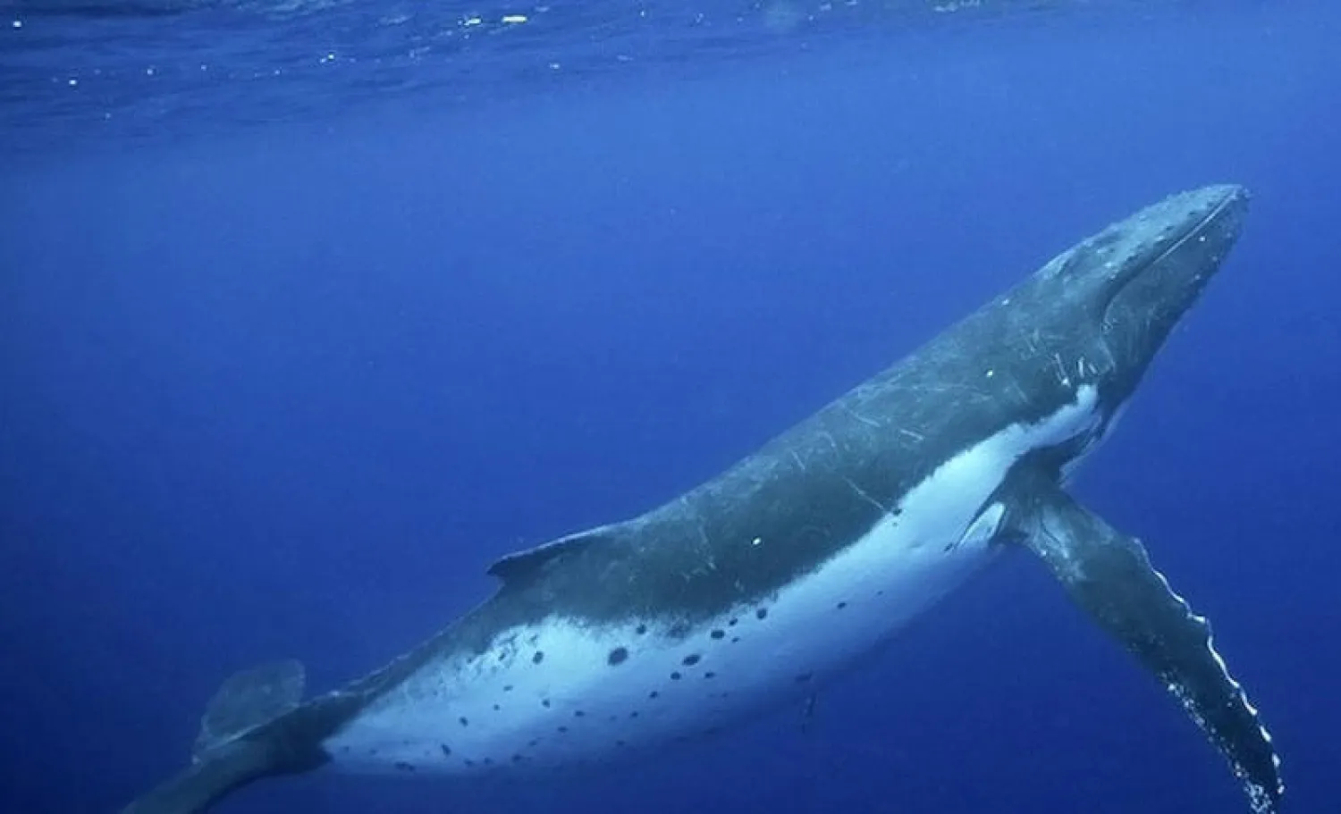 صوت مختلف يقود لاكتشاف نوع جديد من الحيتان