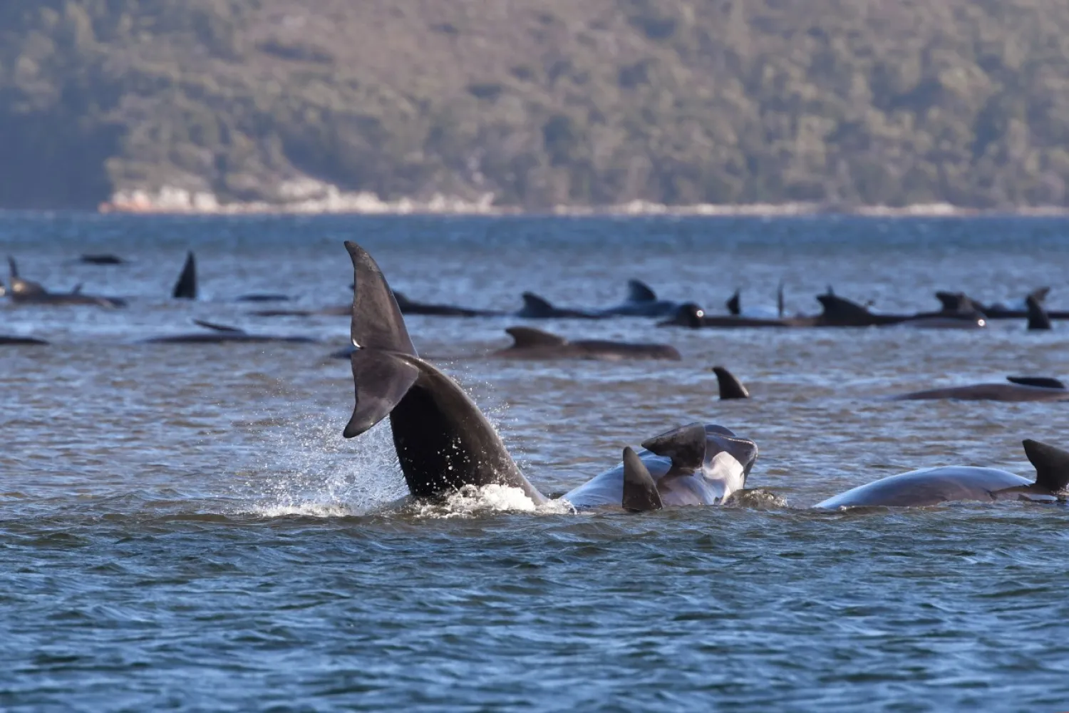 Pilot whales lie stranded on a sand bar near Strahan, Australia on September 21, 2020. AP