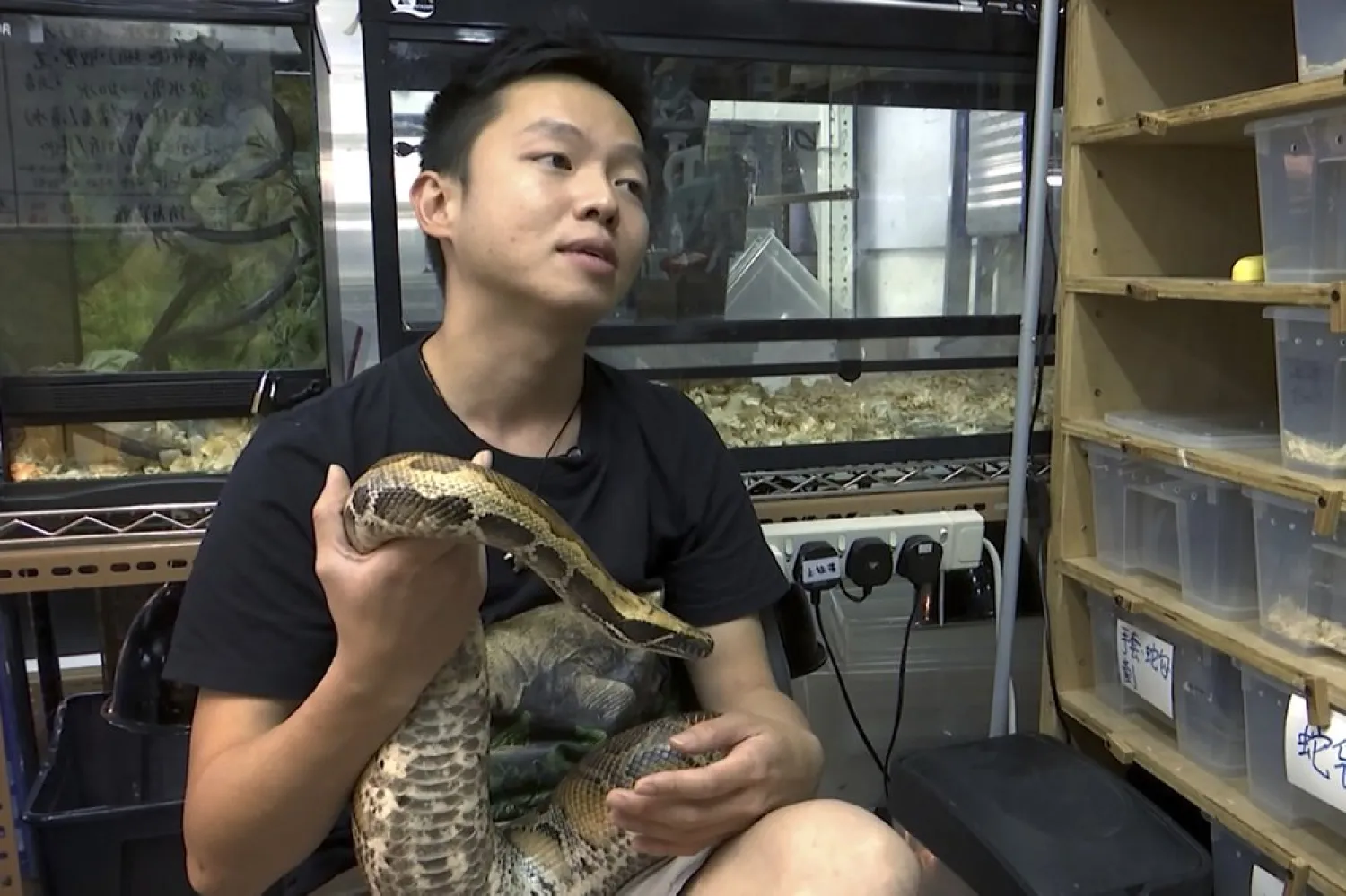 In this image taken from a video, Ken Lee, a registered snake catcher, holds a python as he speaks during an interview at the Hong Kong Society of Herpetology Foundation in Hong Kong Dec. 10, 2020. (AP)