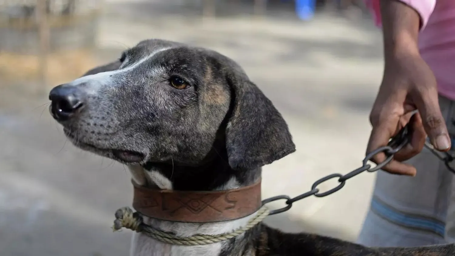 The rare Sarail hound is a breed on the brink of extinction. (AFP)