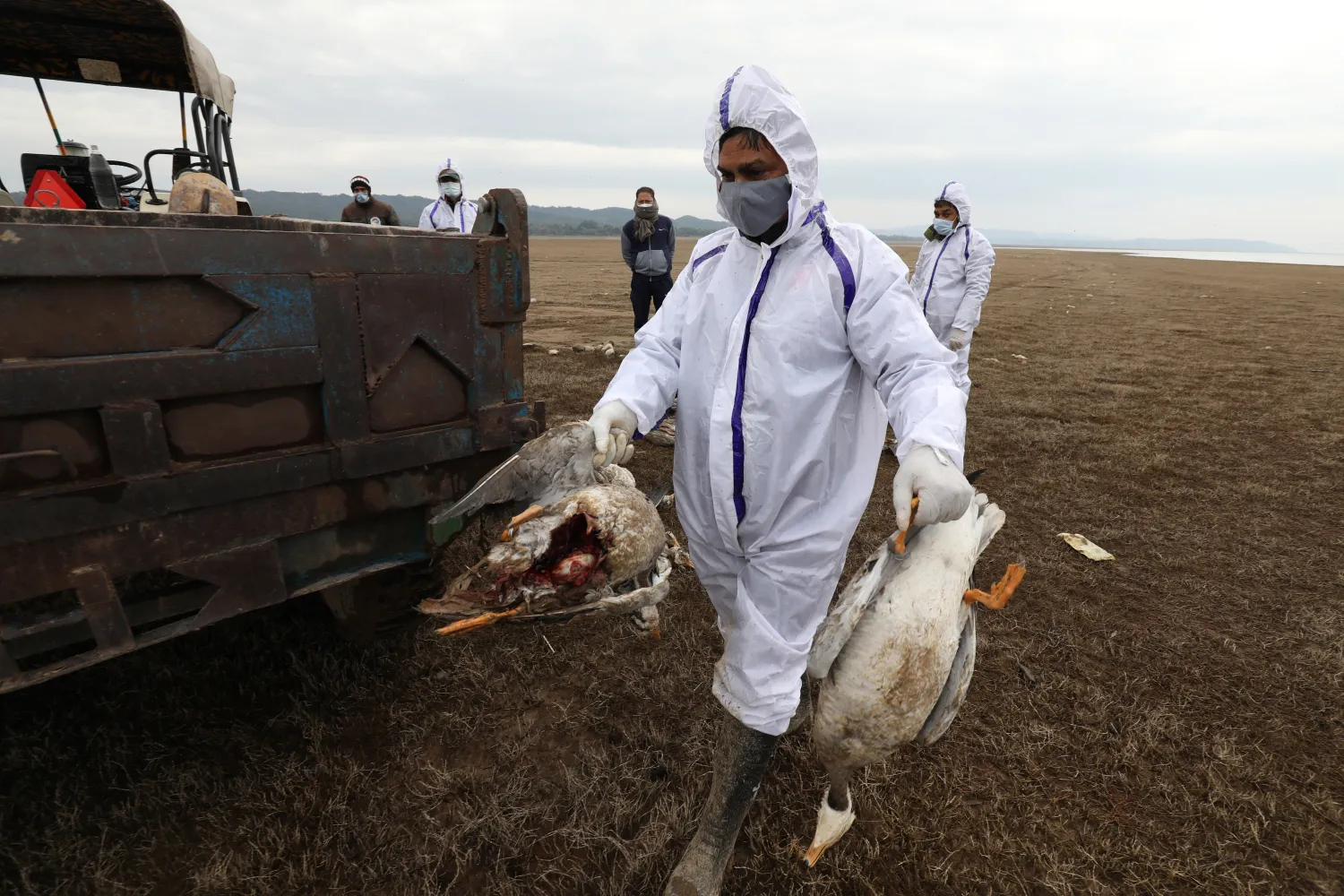 Hindistan’da kuş gribi paniği