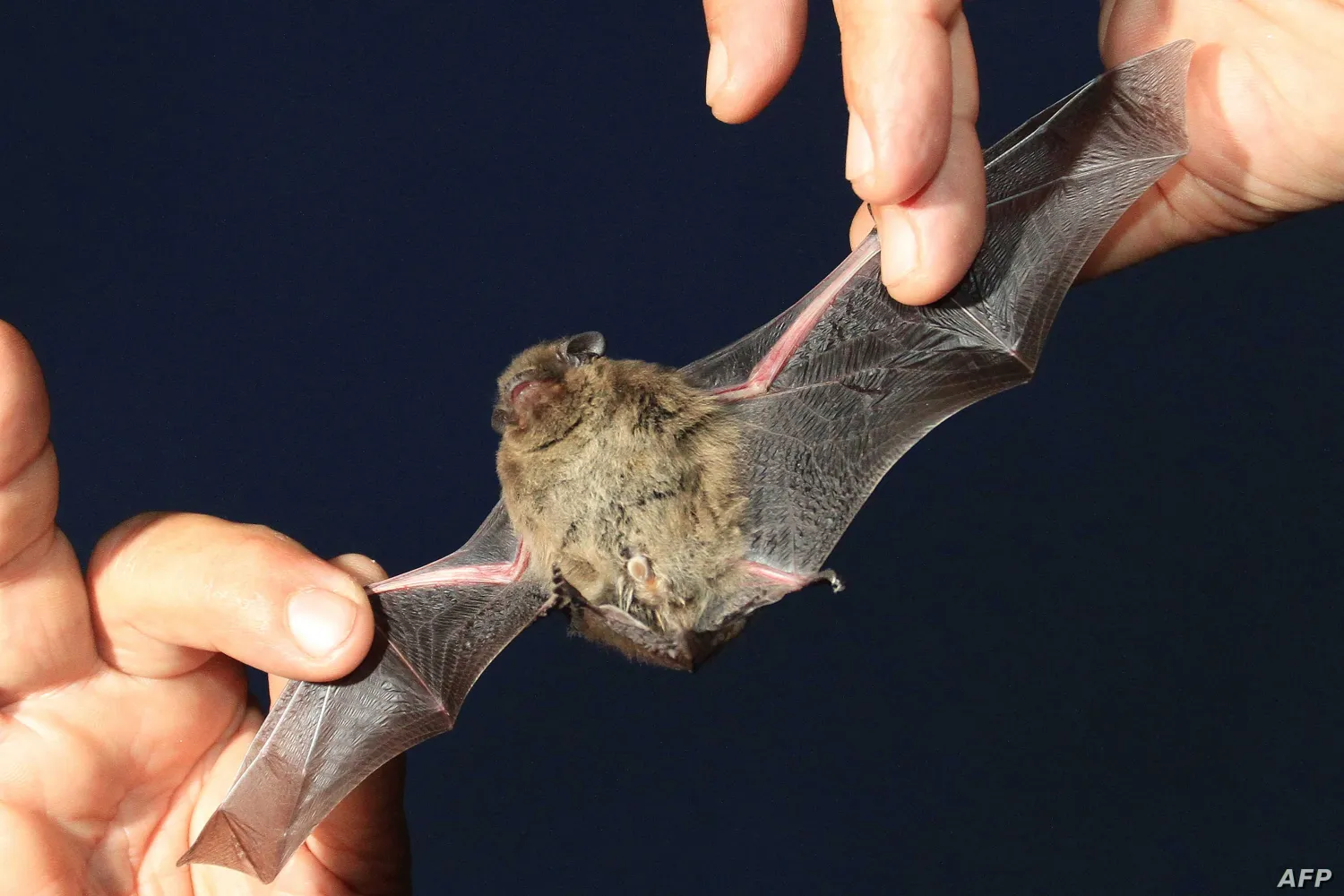  A bat is held by a scientist during an educational event part of the European "Night for Bats" in Mikulov, Czech Republic, Sept. 1, 2012 | AFP