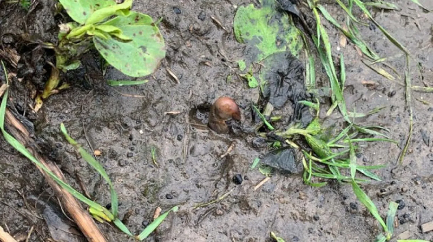 «حبة بطاطا» تخدع الشرطة البريطانية بأنها بقايا بشرية