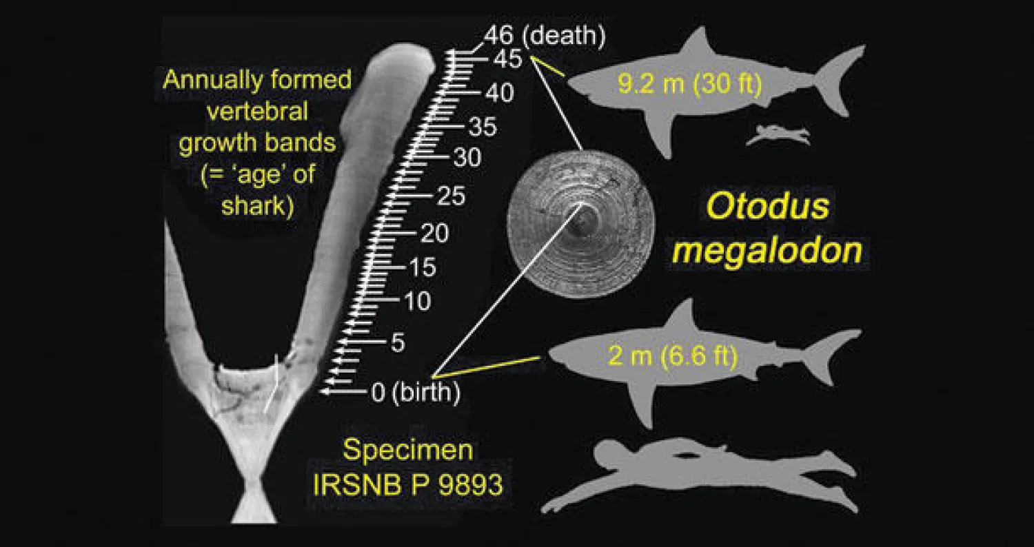 الباحثون حددوا حلقات النمو السنوية في فقرة من أسماك القرش المنقرضة، مقارنة بحجم إنسان بالغ (الفريق البحثي)