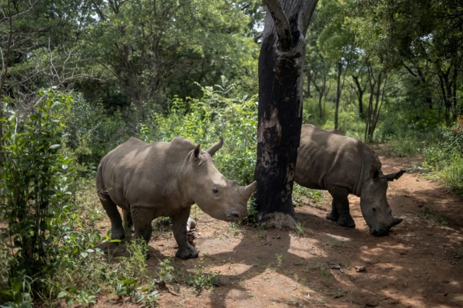 A unique center hidden away in South Africa is dedicated to rehabilitating rhino orphans | AFP