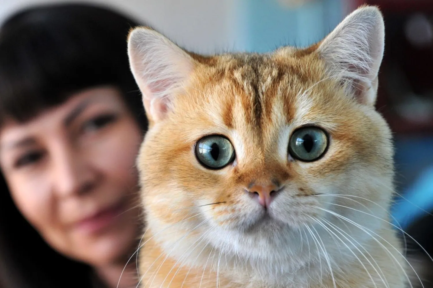 Kedi kumlarına yönelik hijyen önlemleri almak, etleri iyi pişirerek yemek, meyve ve sebzeleri iyi yıkamak T.gondii parazitine karşı koruma sağlıyor (AFP)