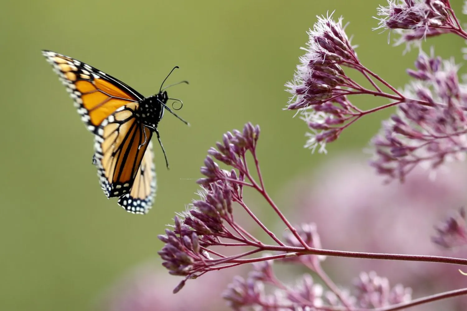 In this Aug. 28, 2019 file photo, a Monarch butterfly flies to Joe Pye weed, in Freeport, Maine. (AP)