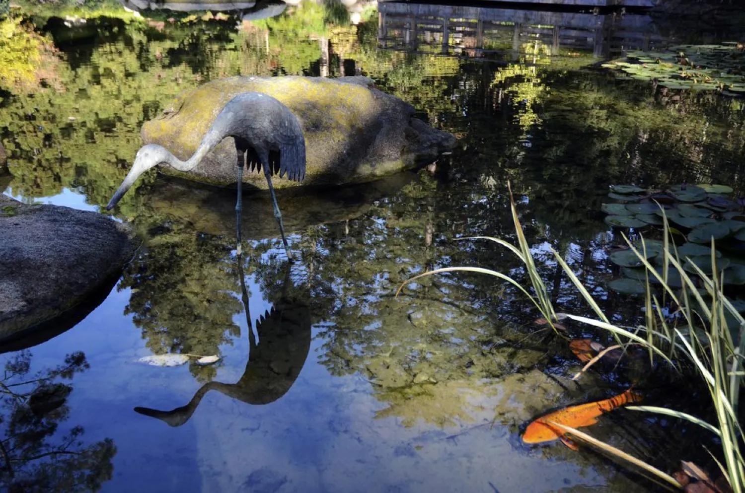 A statue of a crane is reflected in the lower pond as koi swim nearby in the Japanese Garden at Lotusland, Monday, Nov. 23, 2020, in Montecito, Calif. (AP)