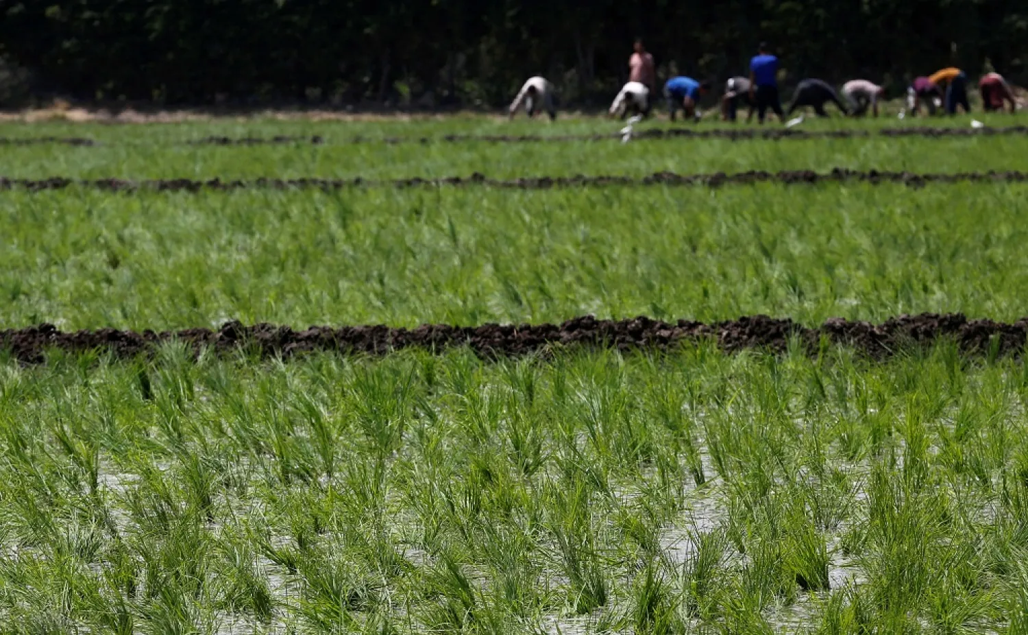 Laborers transplant rice seedlings in a paddy field in Qalyub, in the El-Kalubia governorate, northeast of Cairo, Egypt, June 1, 2016. (Reuters)