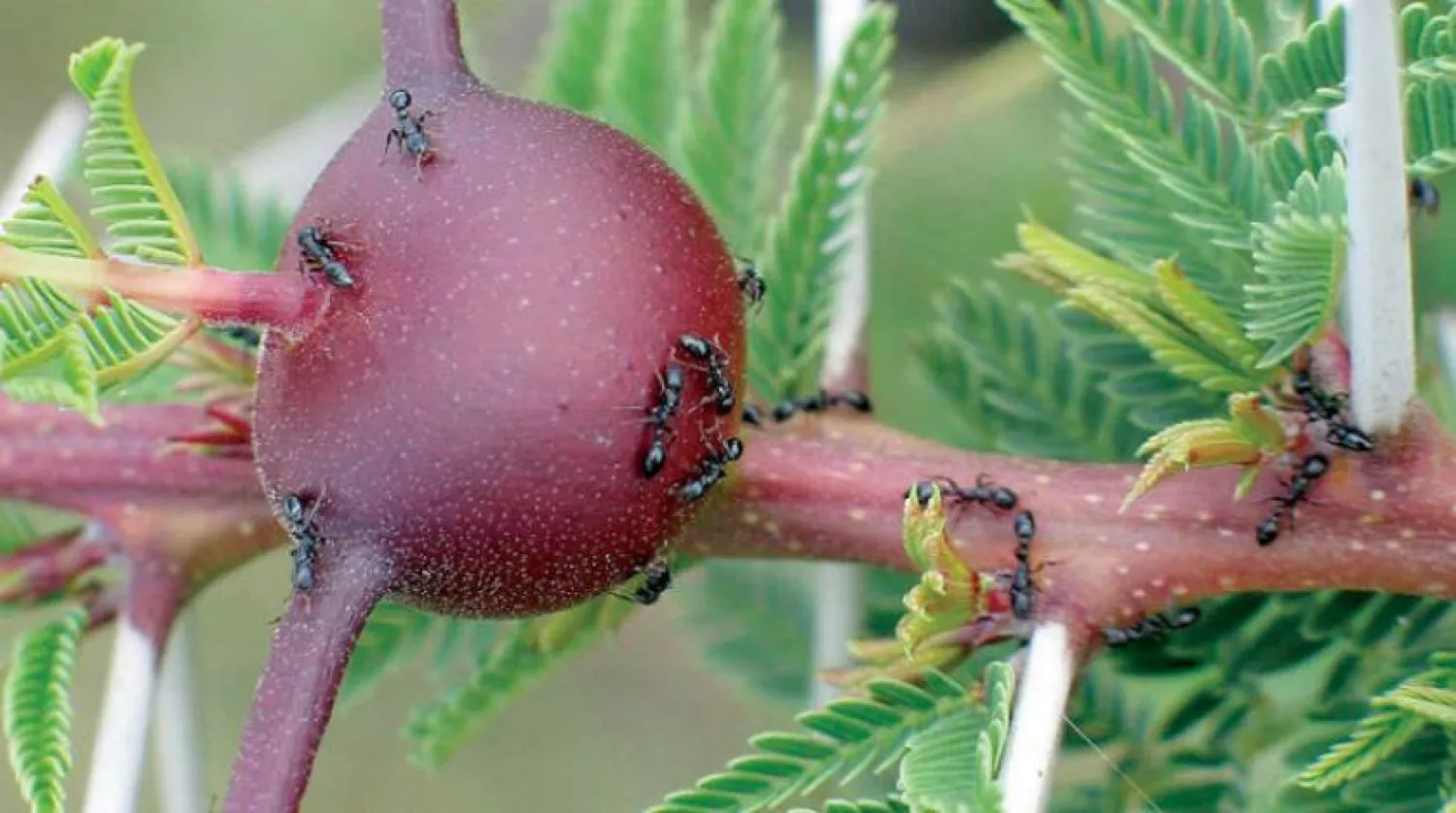 Afrika karıncaları bakterilerinde antibiyotikler barındırıyor.