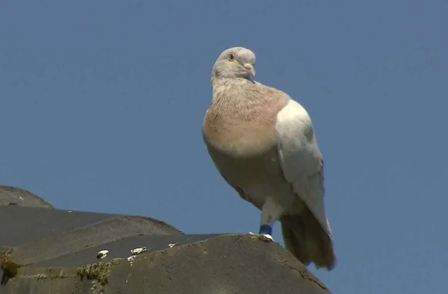 In this image made from video, a racing pigeon sits on a rooftop Wednesday, Jan. 13, 2021, in Melbourne, Australia, The racing pigeon, first spotted in late Dec. 2020, appears to have made an extraordinary 13,000-kilometer (8,000-mile) Pacific Ocean crossing from the United States to Australia. Experts suspect the pigeon named Joe, after the US president-elect, hitched a ride on a cargo ship to cross the Pacific. (Channel 9 via AP)
