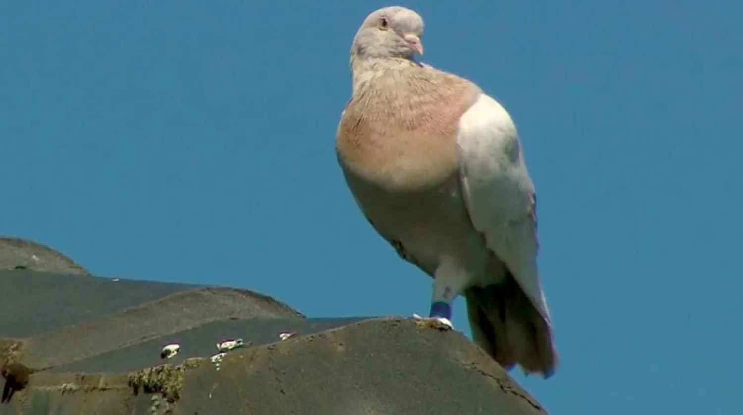 الطائر «جو» (أ.ب)