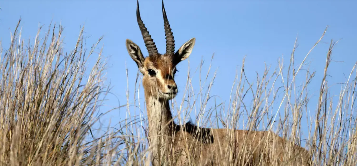 A mountain gazelle is pictured on a hill next to a forest in the suburb of Jerusalem on January 12, 2021. Photo by MENAHEM KAHANA / AFP