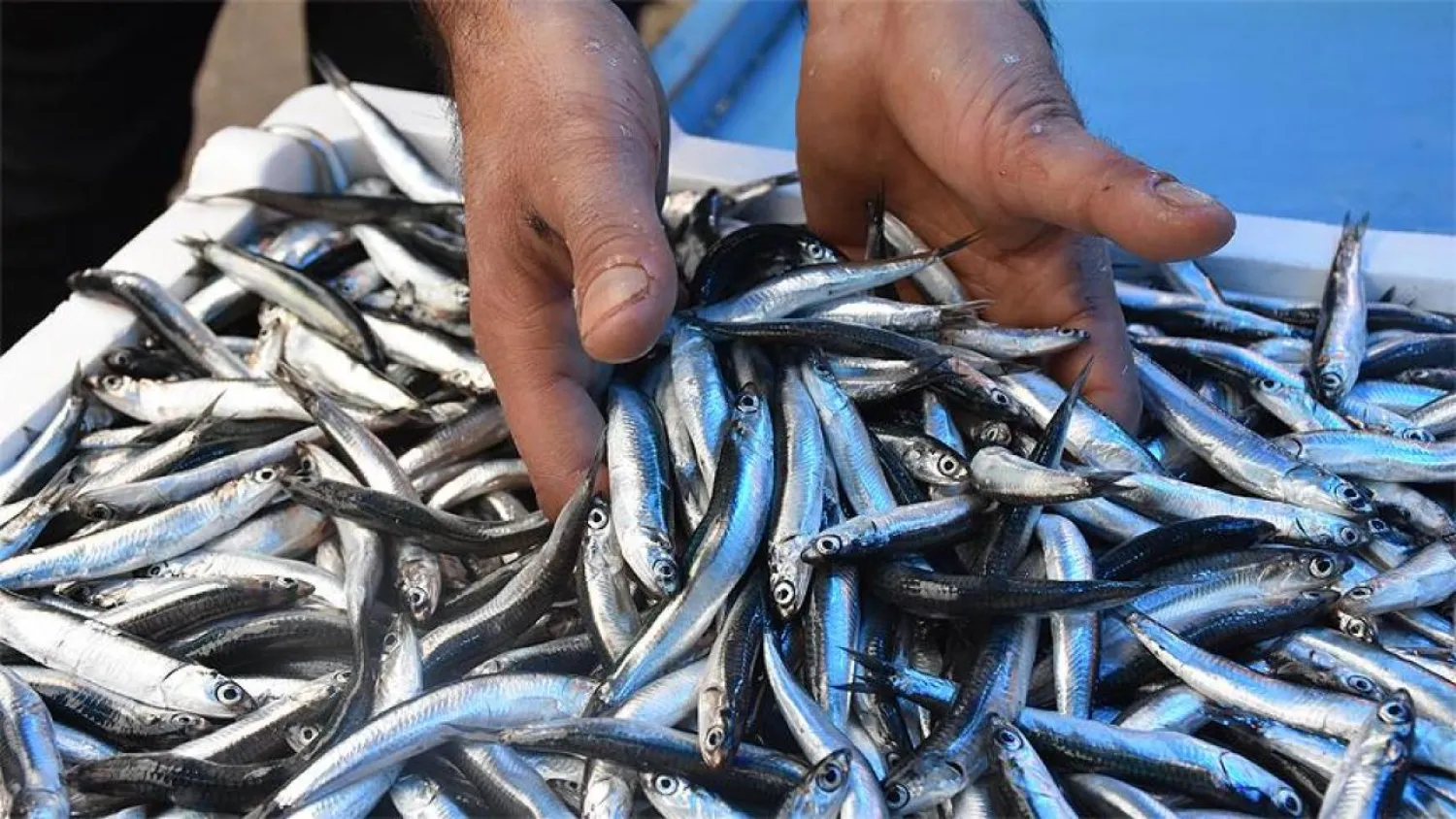 Hamsi avı yasağı 10 gün daha uzatıldı
