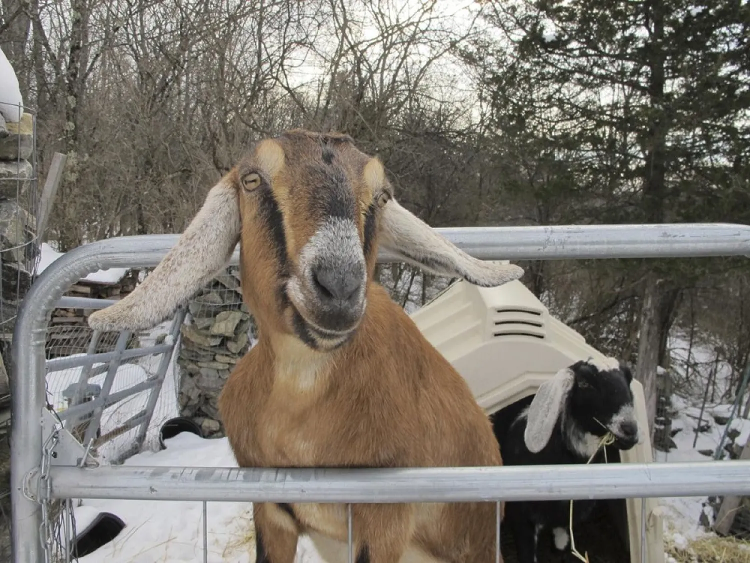 In this Jan. 24, 2020 file photo, Lincoln, a Nubian goat, stands in her pen in Fair Haven, Vt. (AP)